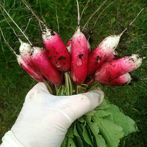 Miniatura 4 de Rábano francés 18 días vegetal sin OMG para plantar