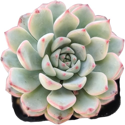 Miniatura 2 de Plantas de cactus suculentas vivas (maceta de 2 pulgadas Echeveria Minima)
