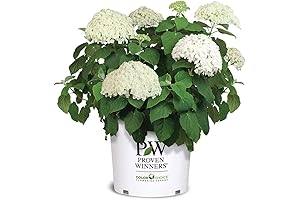 Proven Winners Hydrangea Incrediball: A Blooming Beauty That's Incredibly Impressive