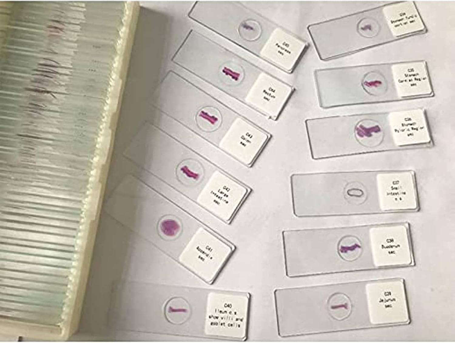 50pcs Hum Patológica Portaobjetos De Microscopio con Muestras, Secciones Patológicas Médicas Portaobjetos De Microscopio, Portaobjetos De Histología para Educación De Estudios Médicos
