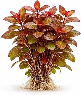 Ludwigia Repens Live Aquarium Plants - Ludwigia Dark Red, Aquarium Plants Live for Fish Tank - Excellent Background Plant, Great for Beginners, Aquarium Plants