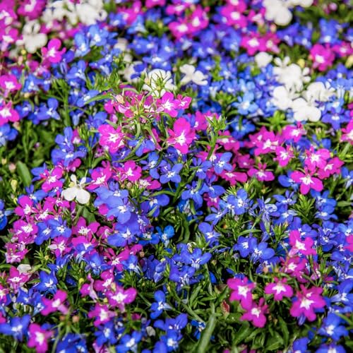 Carbeth Plants Lobelia 12 Pack Trailing Mixed Bedding Plants