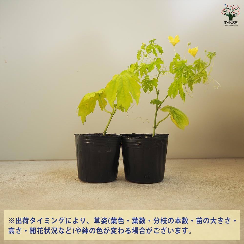 Amazon.co.jp: ITANSE なめらかゴーヤの苗(苦みマイルド！楽々多