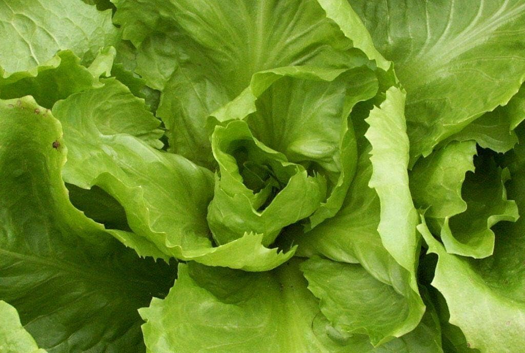 Endive Seed: Batavian Full Heart Endive Fresh Seed Packet Size: 500+ Seed