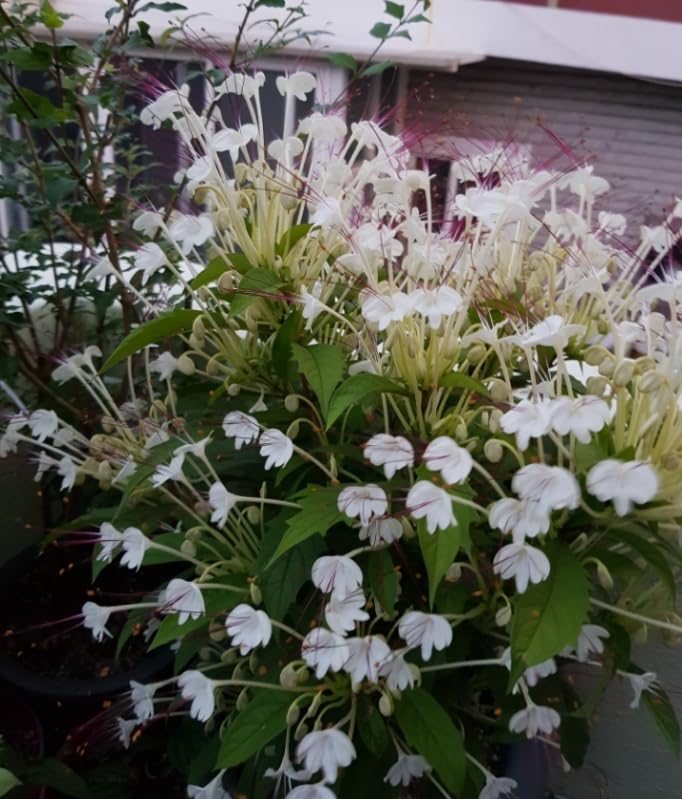 1pc Musical Note Clerodendrum Live Plant White Clerodendrum Flowers Plant 5-7 Inc Tall