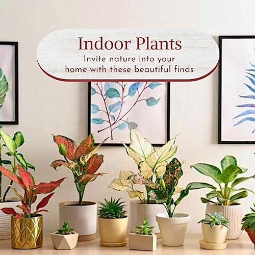 Miniatura 7 de Aglaonema - Colección de plantas vivas (paquete de 4) - Plantas de hoja perenne chinas en macetas de 2 pulgadas  Plantas de interior de fácil