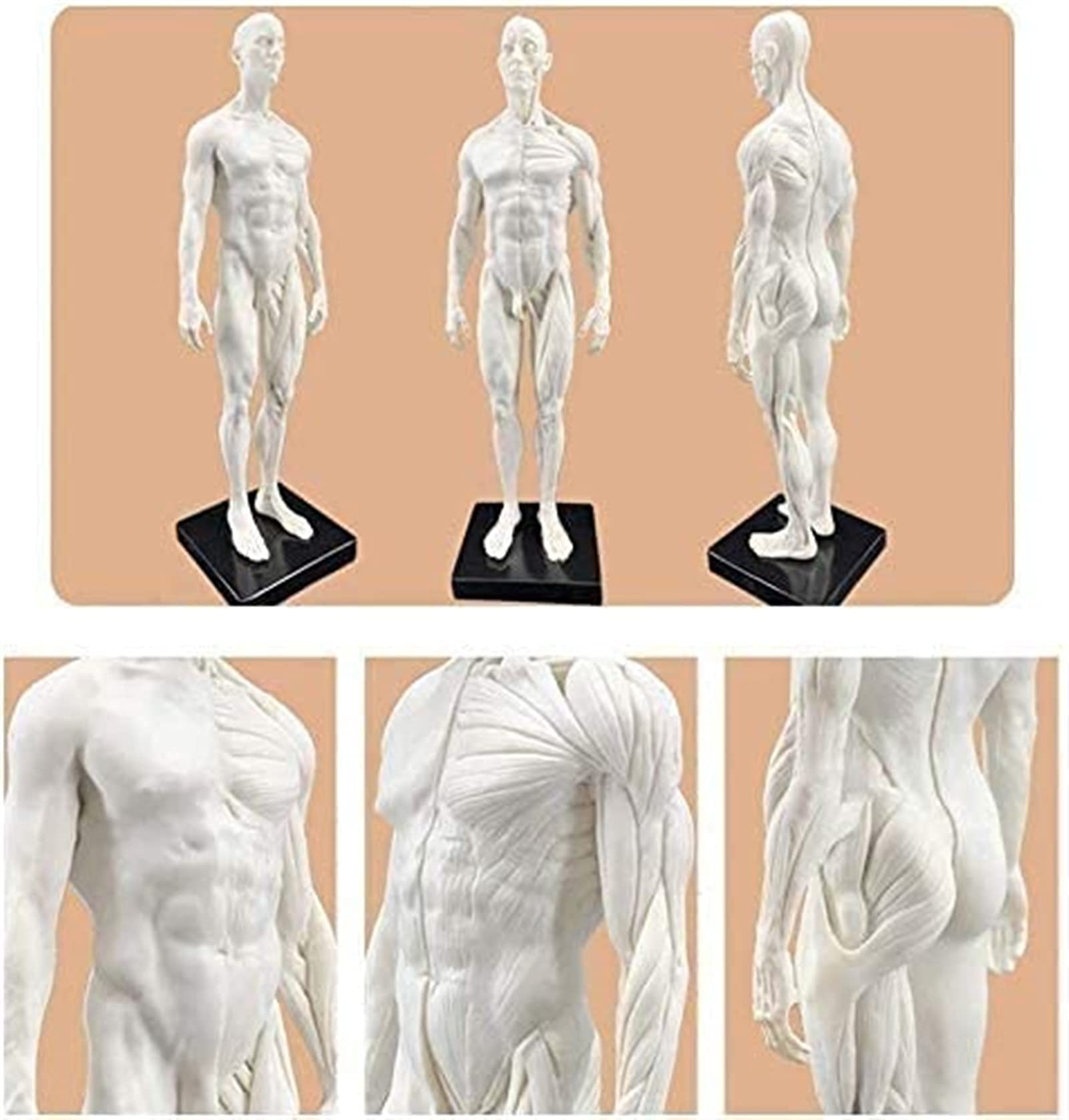 Modèle D'anatomie, 30 Cm Modèle De Peinture Anatomique Squelette Humain pour La Sculpture du Corps De La Tête Muscle Dessin Anatomique Anatomie Skull 1: 6 pour Une Démonstration Médicale