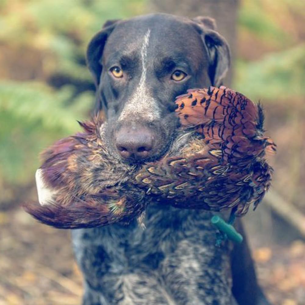 Romneys Fasanendummy - 500 g - Avec véritable robe en plumes - Idéal pour la formation de chiens de chasse - Flottant