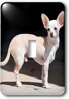 3dRose lsp_258273_1 Chihuahua Standing on Sidewalk Toggle Switch, Mixed