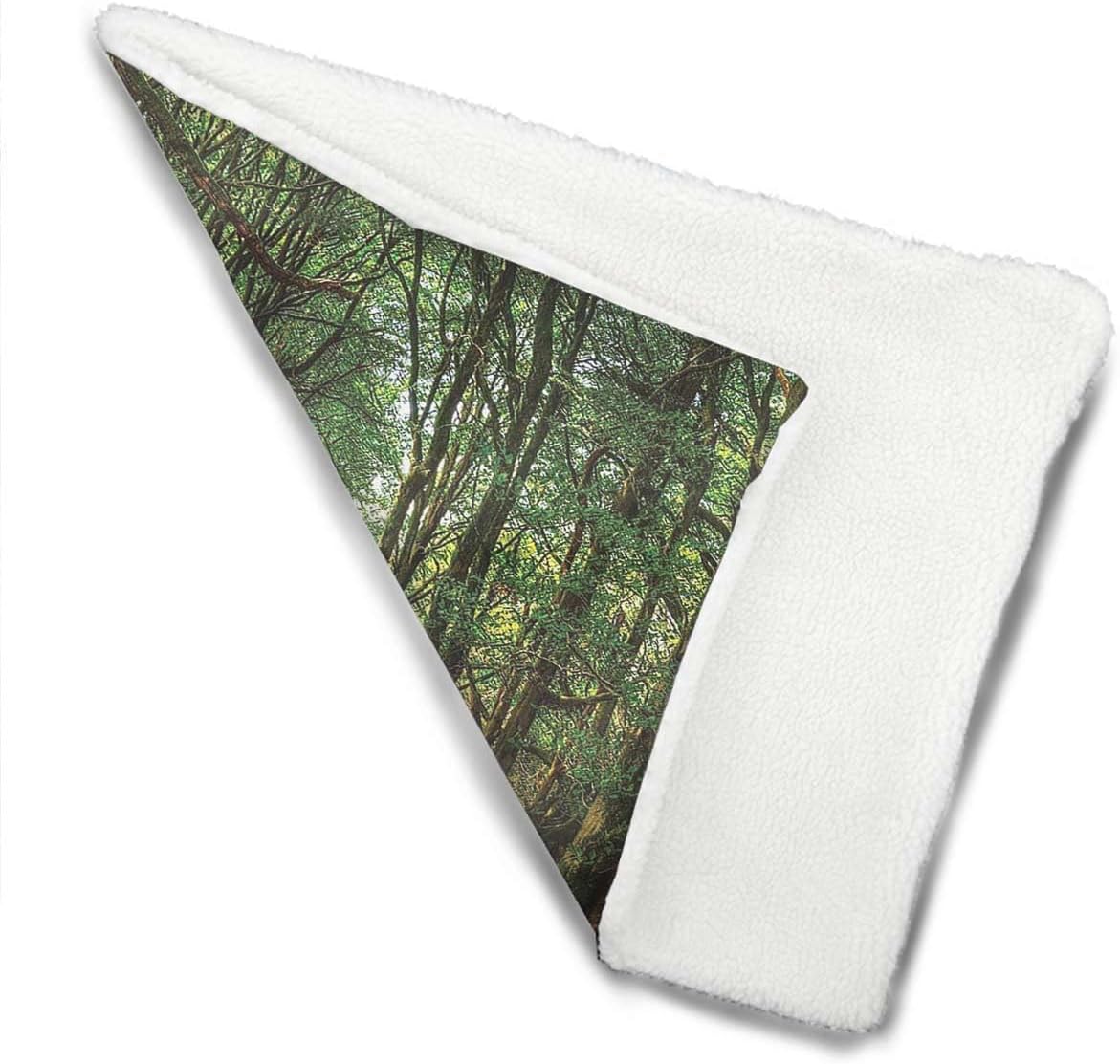 review Green Brown Thermal Pet Mat Bed Liner Trees and Pathway Greenery Outdoor Picture for Pets Beds Pets Blankets and Kennel Woodland 18