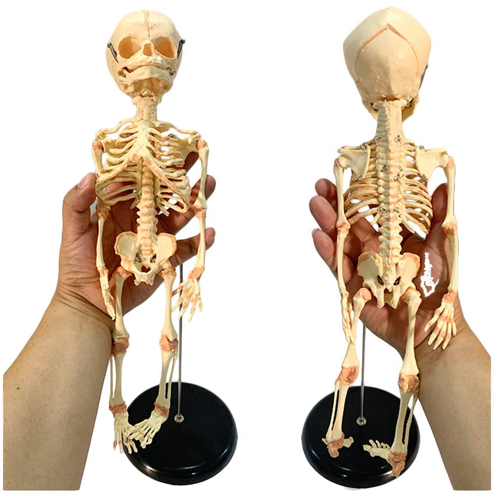 Pädagogische Puppe Säugling Skelett Modell Fötus Schädel Modell - Baby Skelett Modell - Medizinisch Anatomisch Fötal Baby