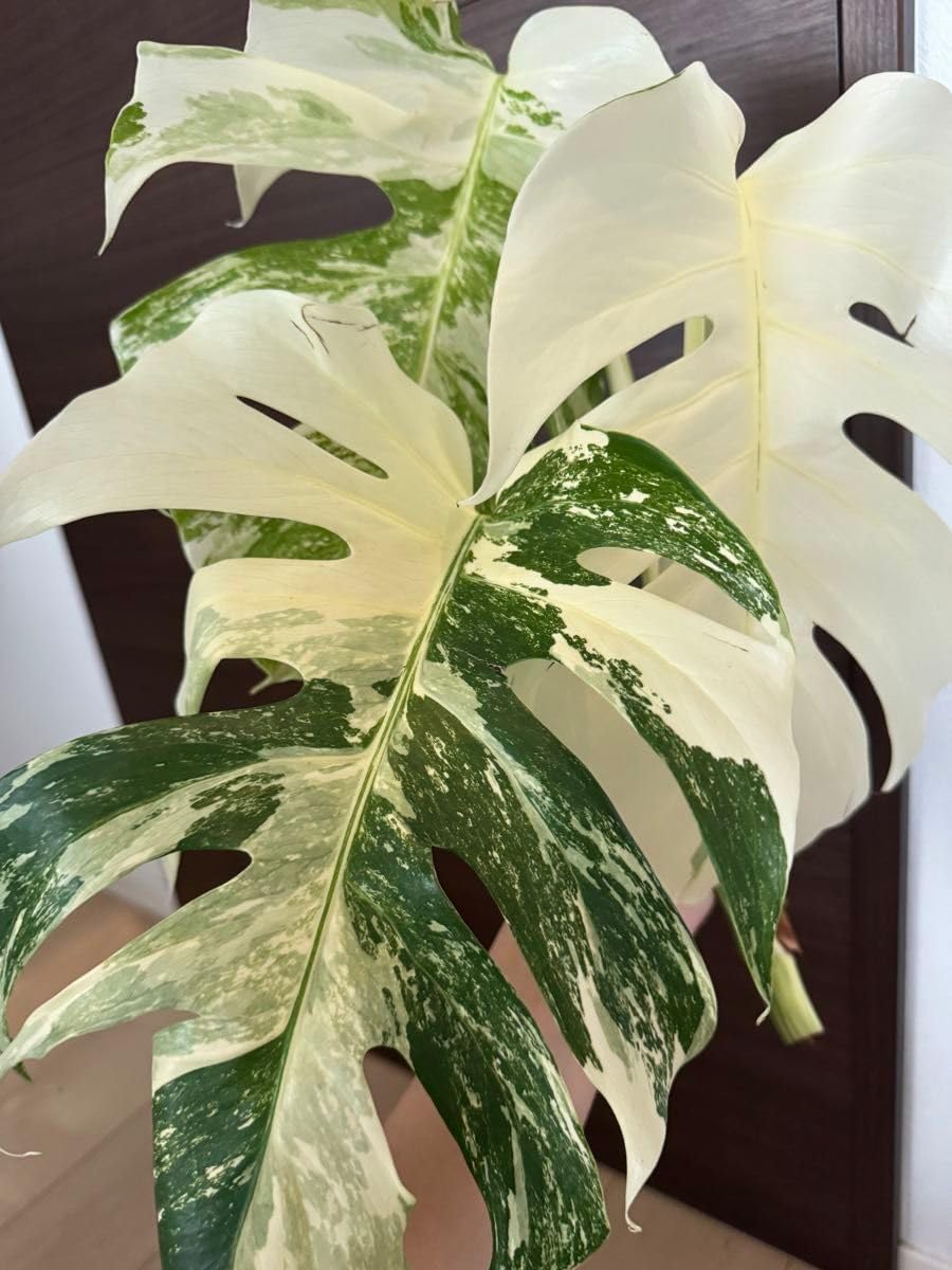 極上3葉付きトップカット 斑入りモンステラ 白勝ちホワイトタイガー