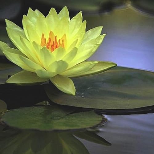 Miniatura 2 de Nymphaea Joey Tomocik Yellow Hardy Water Lily Rizoma Planta de acuario vivo BUY2GET1FREE