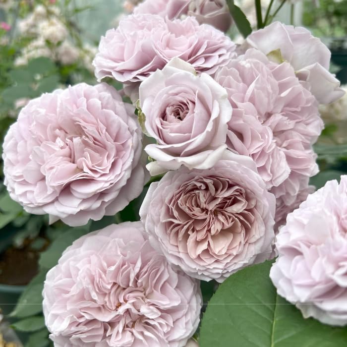 Amazon.co.jp: ［ ルソワール 6号鉢 春開花株 ］ 鉢植え バラ 薔薇