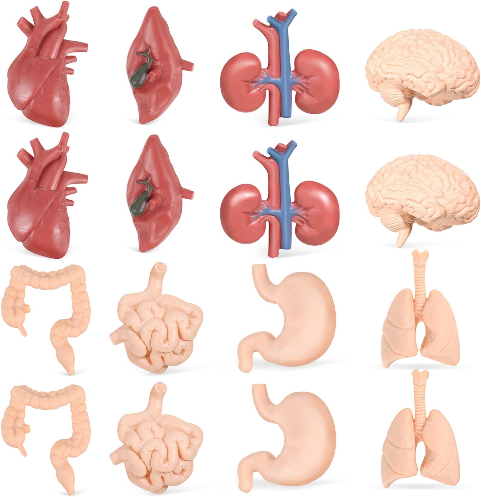 16Pcs Human Body Model for Kids Human Organ Model Mini Body Parts Anatomy and Physiology Study Tools Realistic Brain Heart Lung Liver Stomach Large Intestine Small Intestine Kidney Models for Learning