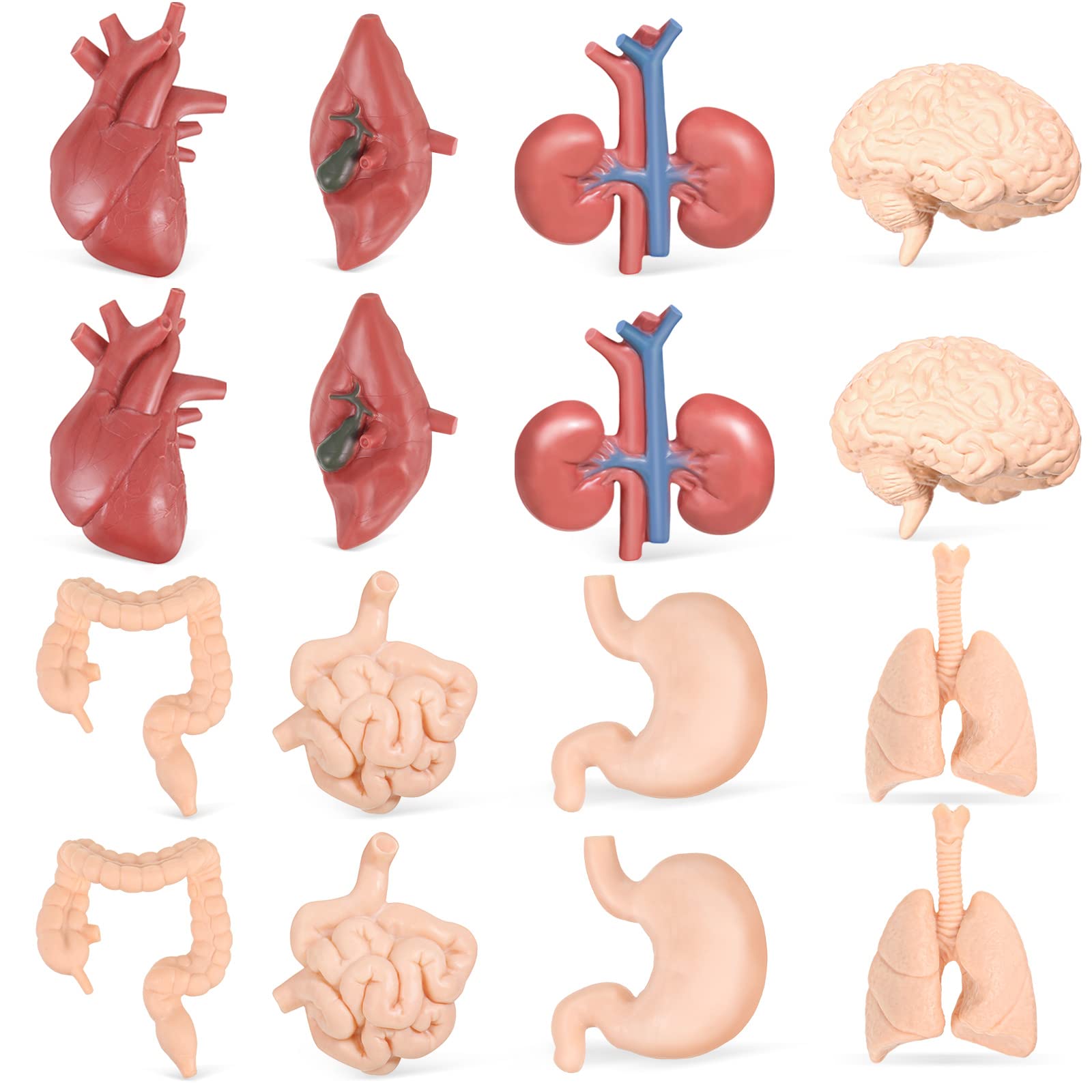 16Pcs Human Body Model for Kids Human Organ Model Mini Body Parts Anatomy and Physiology Study Tools Realistic Brain Heart Lung Liver Stomach Large Intestine Small Intestine Kidney Models for Learning