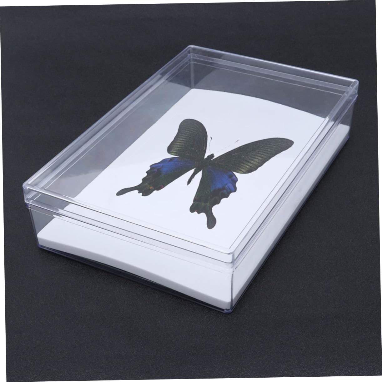 Cabilock Caja Expositor Transparente para Especímenes de Insectos Vitrina Multifuncional con Tapa Protectora Almacenamiento Duradero para Joyas Monedas y Manualidades