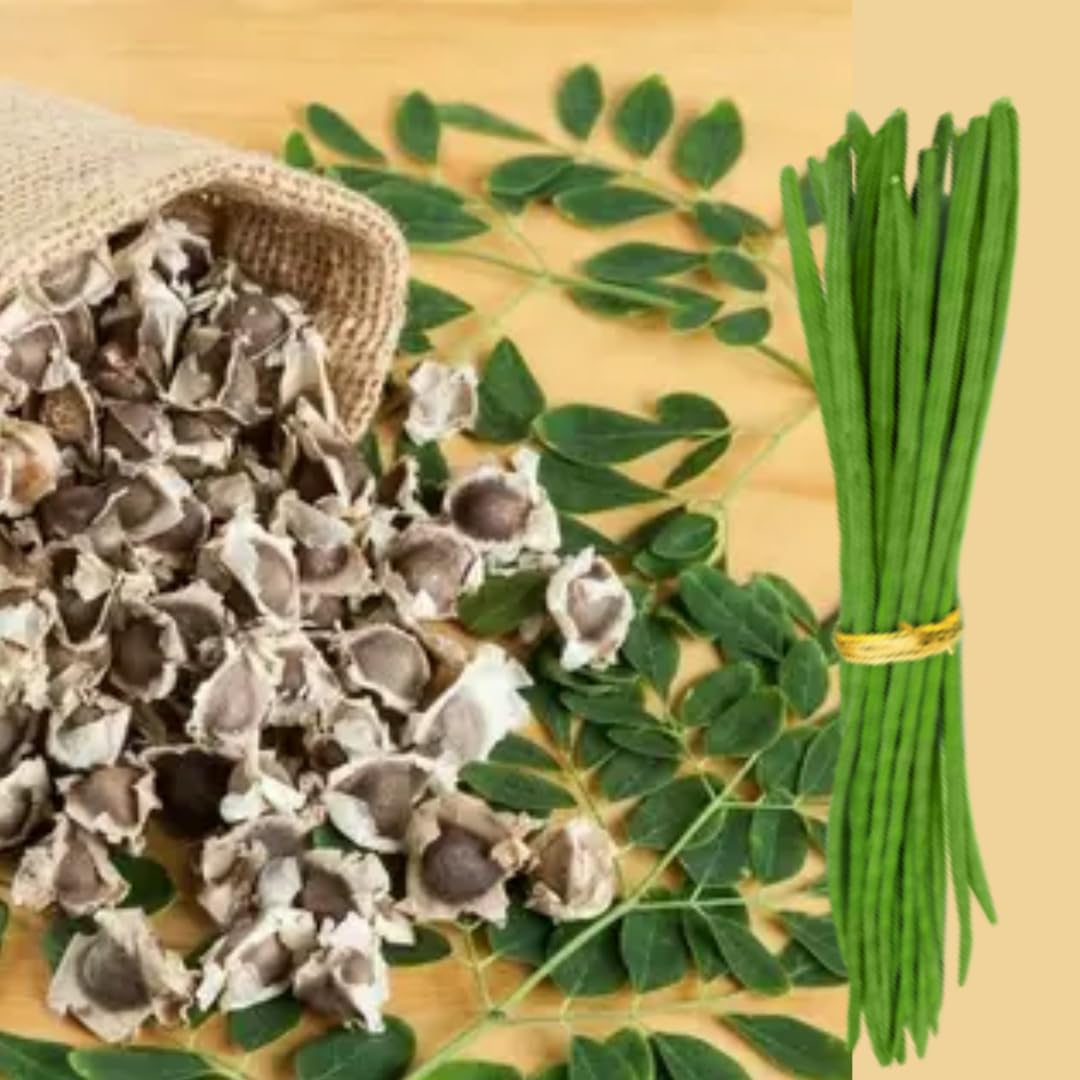 Drumstick | Moringa | Sahajan Seeds (PKM-1 Verity) for Home Gardening| 10 Seeds | Best in Germination | Free Growing Instruction Manual