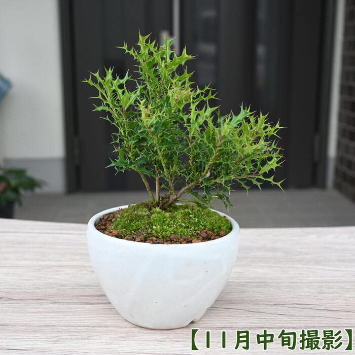 Amazon.co.jp: 縁起物姫柊ミニ盆栽 クリスマス仕様のひいらぎ柊