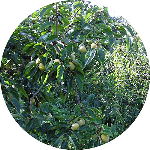 渋柿 苗木 ミニ八珍 12cmロングポット苗 ベビーパーシモン カキ 苗 かきのサムネイル