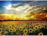 Fipart DIY diamond painting cross stitch craft kit，Wall stickers for living room decoration， sunflower(14X18inch/35X45CM)