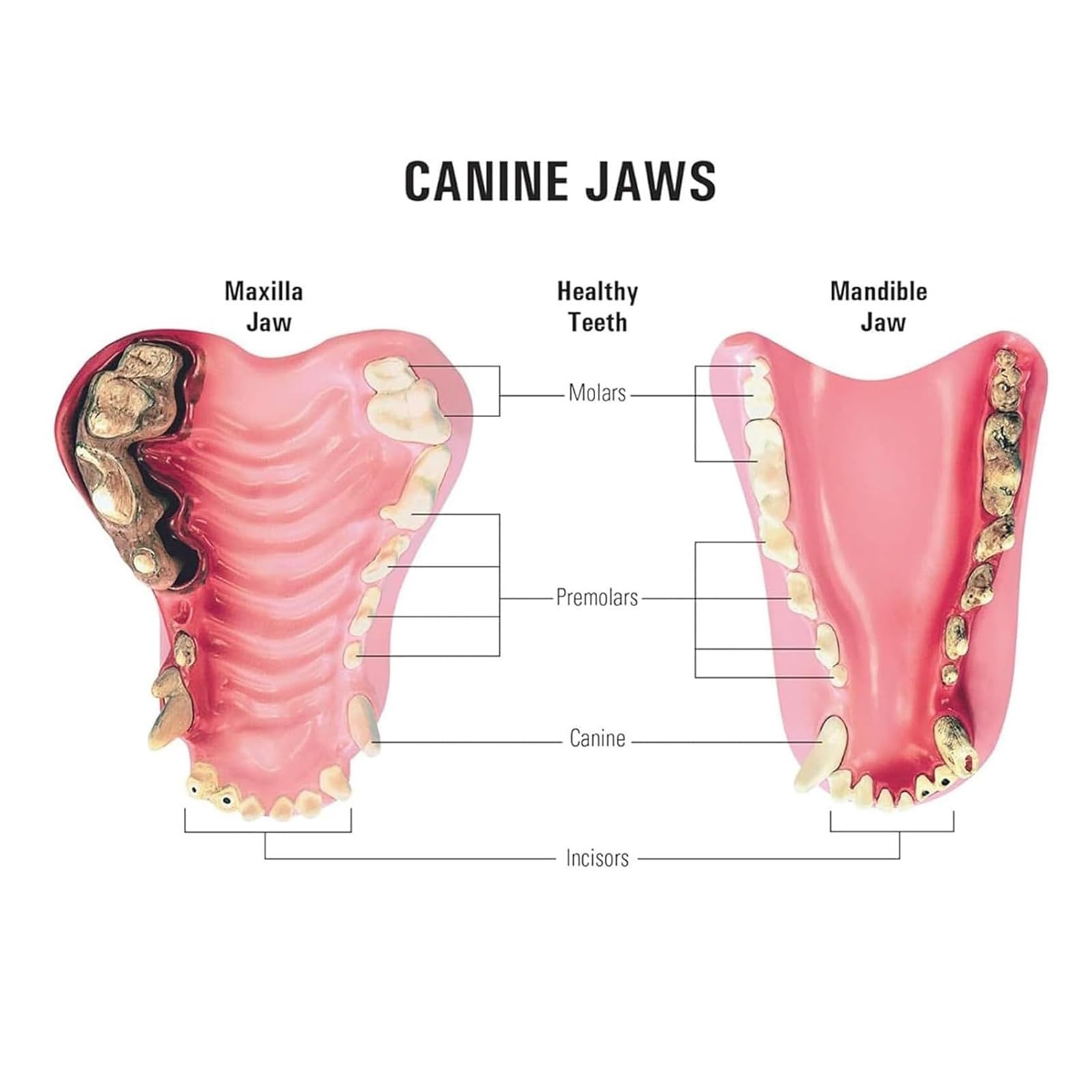 Modelo de dientes de perro enfermo, muestra dientes sanos y dañados, para el estudio de anatomía oral animal, para enseñanza veterinaria, demostración de clínica de mascotas
