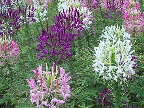 Miniatura 4 de Flores Cleome Mix Anual - 100 Semillas
