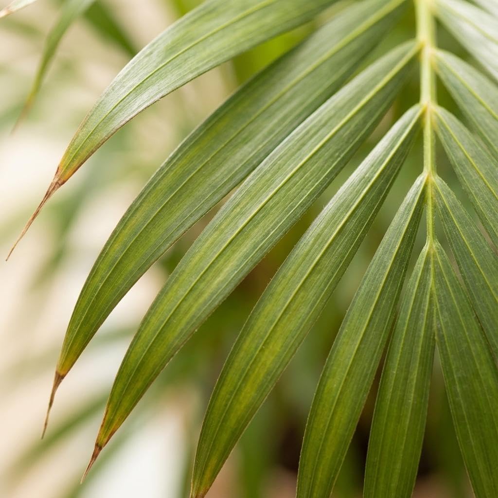 Green boutiQ - Zimmerpflanze - Goldfruchtpalme - Dypsis Lutescens Areca - Grün - Pflegeleicht - 1 Pflanze - mit Potter Grau - Topf 21cm - Höhe 90-100cm