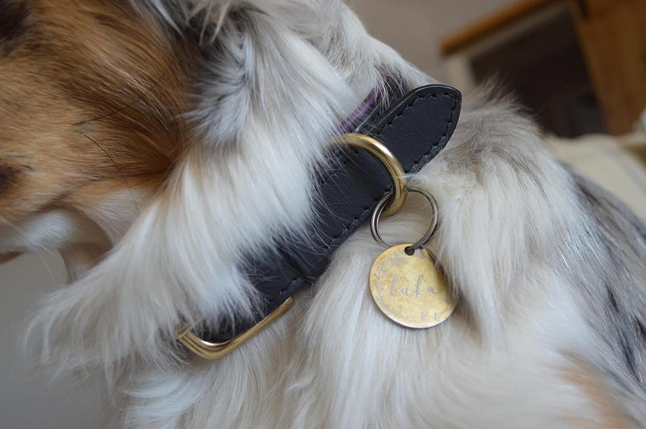 Leder-Hundehalsband – Schwarz, Gepolstert, Mit Messingschnalle, Für Halsumfang 45,7–55,9 Cm