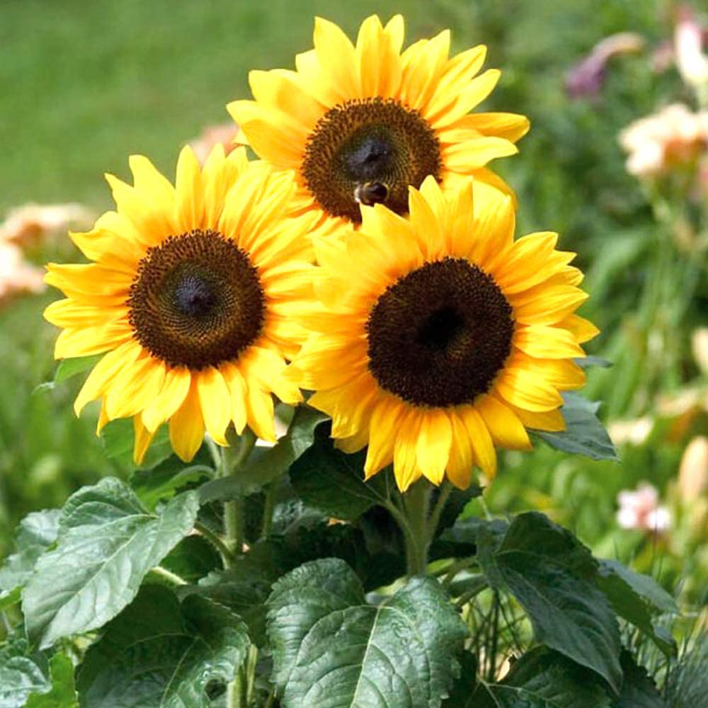 Summer Flower Bulbs for Home Gardening (Sunflower Russian Gaint 50 Seeds) (B0BD5CTQ19) Amazon Price History, Amazon Price Tracker