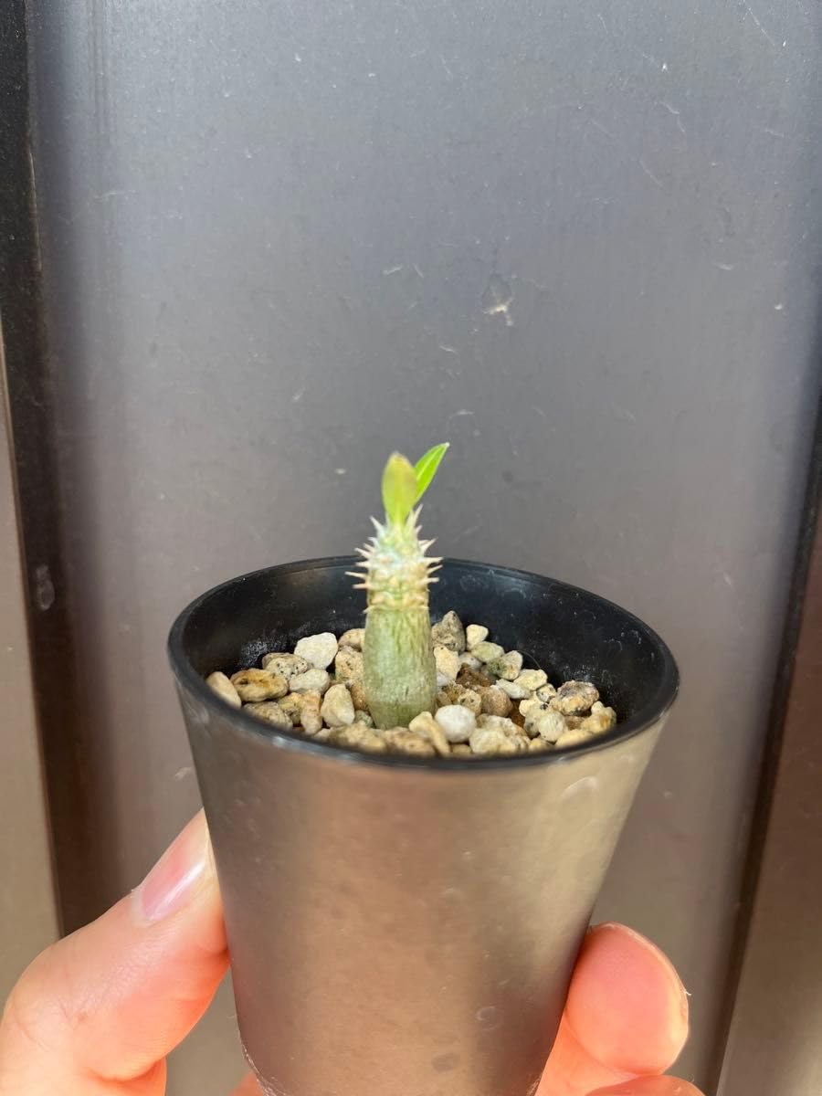 グラキリス　実生 Amazon.co.jp: 実生苗18 パキポディウム グラキリス : おもちゃ