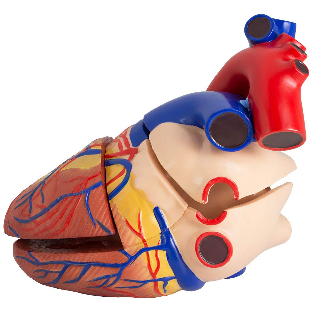 Anatomie Modell Herz des Menschen menschlicher Anatomiemodell Körper Anatomisches Menschliches Herzmodell menschliche Modelle Gross 34 cm MedMod