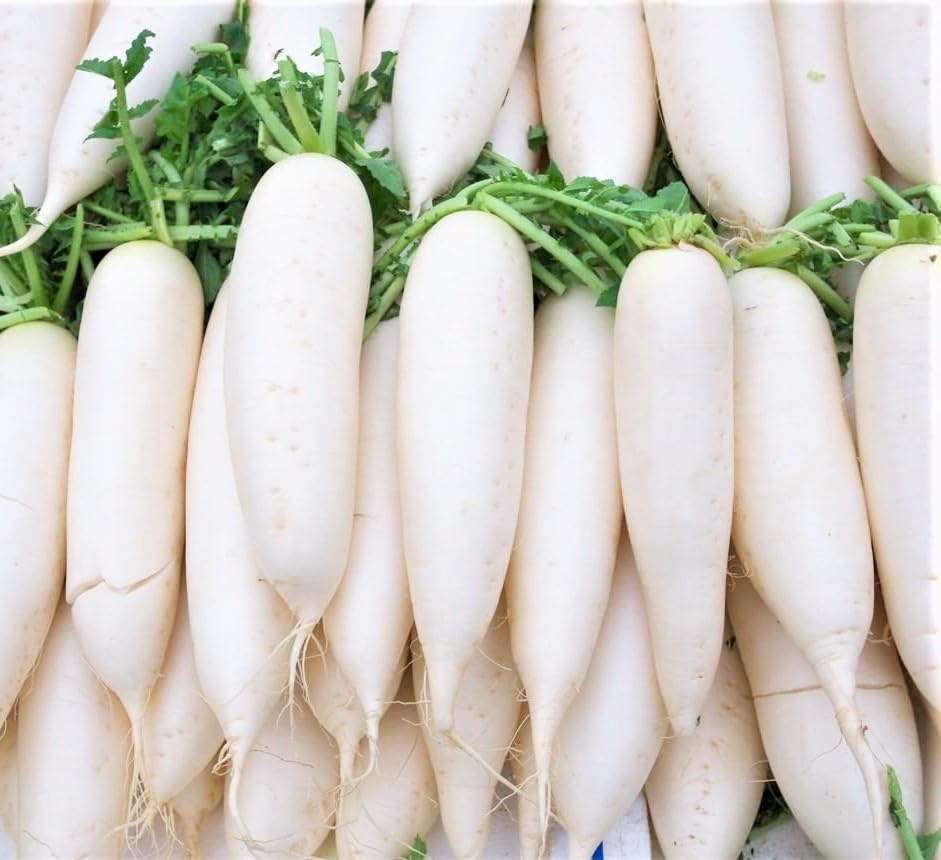 GROMAX India Red Long Radish Seeds for Home Gardening | Fresh Vegetable Planting Raddish Seeds for Kitchen Garden | Hybrid Mooli Seeds (Red, Long Radish) (B0DD41Y9C7) Amazon Price History, Amazon Price Tracker