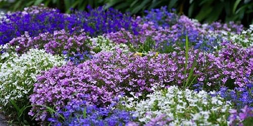 Miniatura 2 de 1000 piezas Magic Carpet Creeping Thyme1 Ground Cover Creeping Thyme Seeds