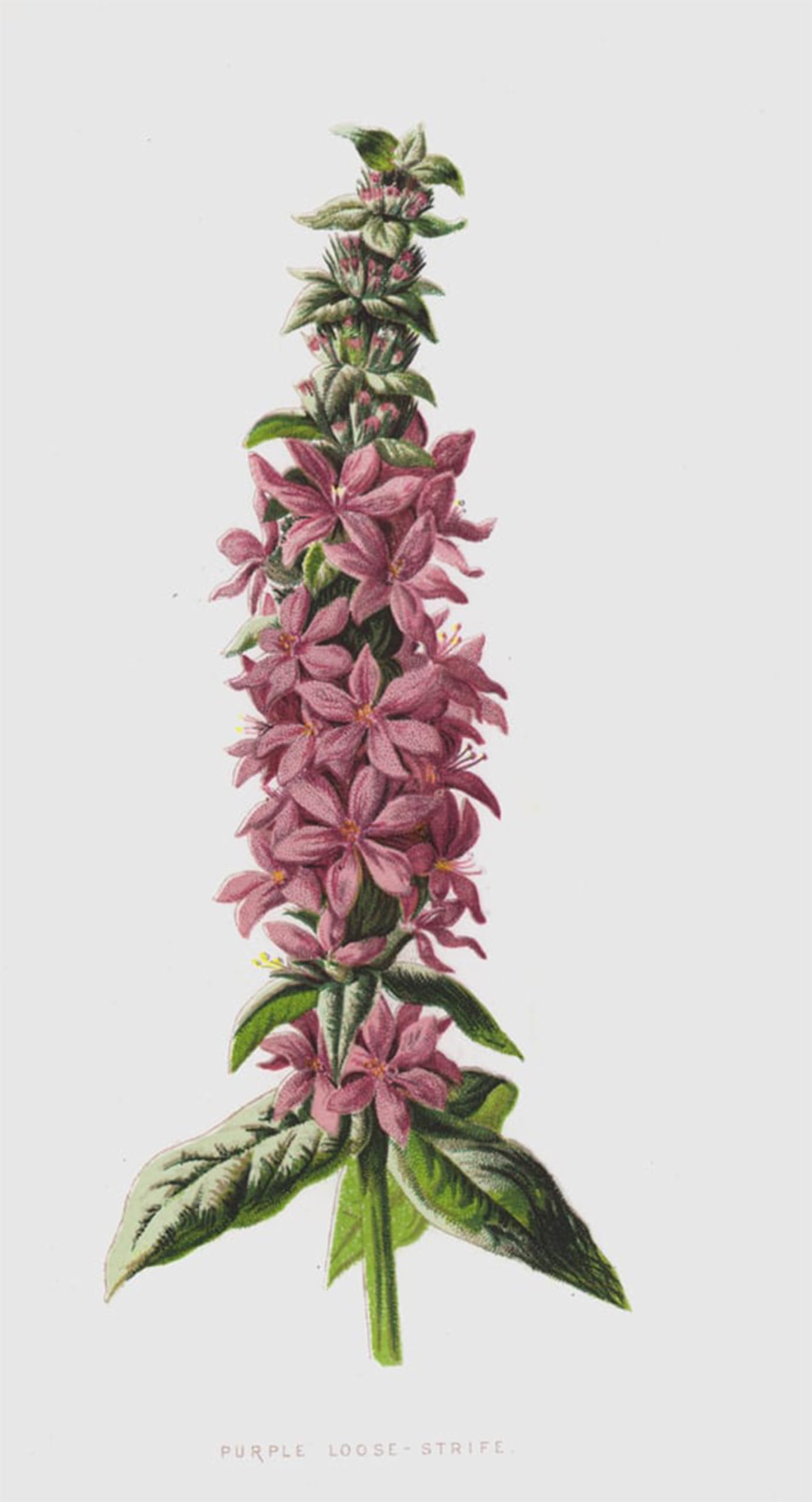 POSTERIIk Famous Animal Posters Vintage Picture Purple Loose Strife by Frederick Edward Hulme Modern Wall Decor for Home Decor 60x90cm