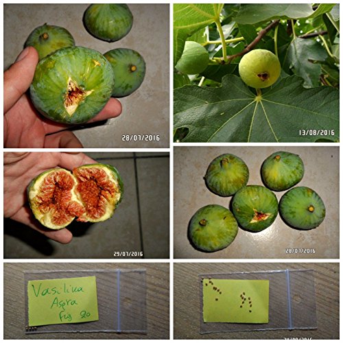 Griechisch Fig Tree '' Vasilika Aspra '' ~ 20 Top Quality Seeds - Royal White Bild