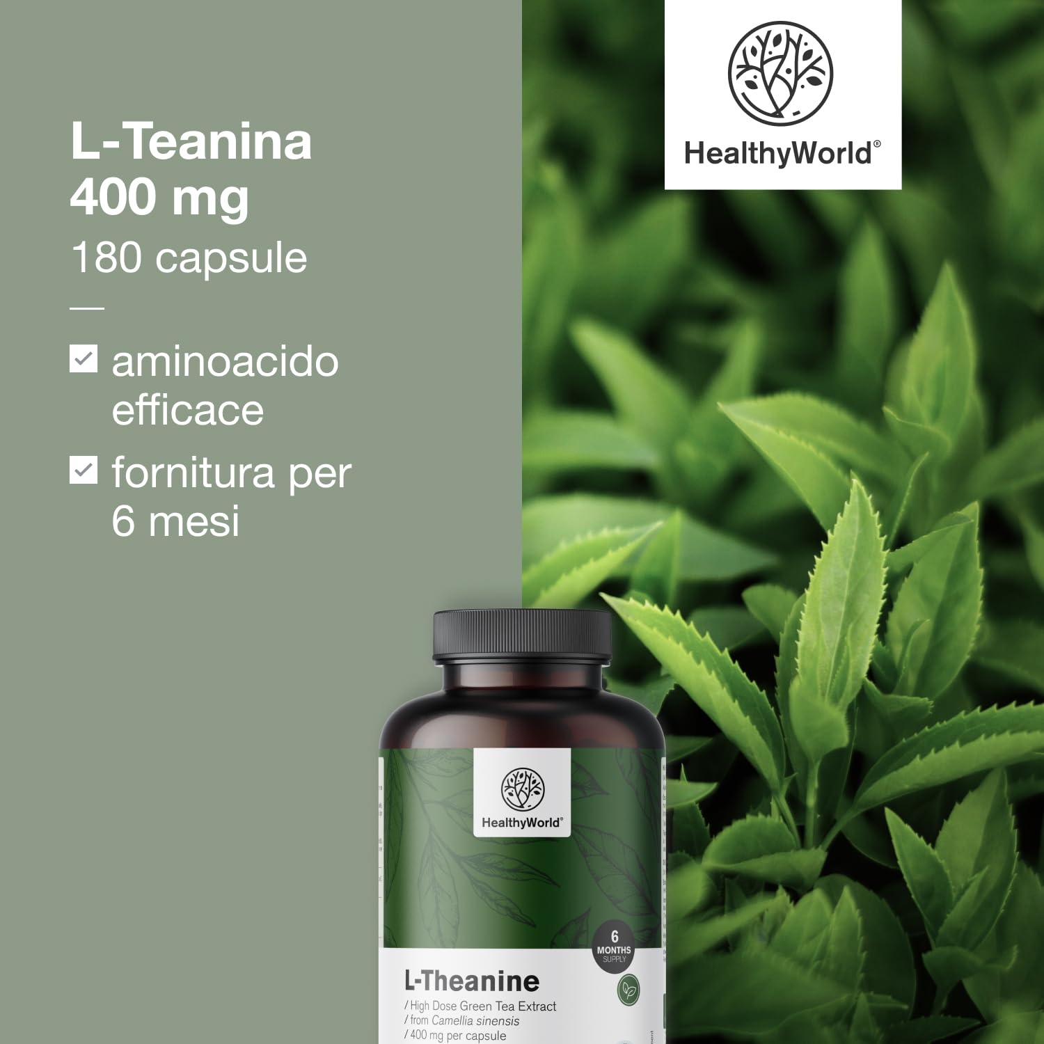 HealthyWorld L-Teanina 400 mg - 180 Capsule - Estratto di tè verde - Alta concentrazione - Aminoacido efficace - Supporto naturale per l'organismo - Vegetariano e non OGM