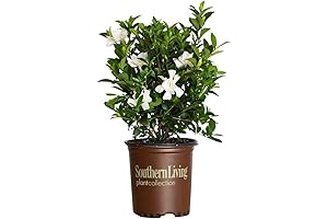 Southern Living Plant Collection Jubilation Gardenia: Flourishing Outside Plants Live