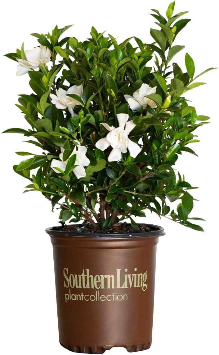 Jubilation Gardenia