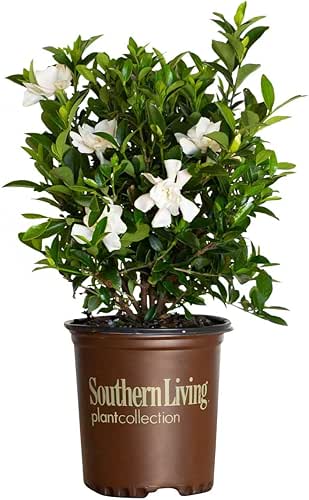 Jubilation Gardenia (2.5 Quart) Flowering Evergreen Shrub with Fragrant White