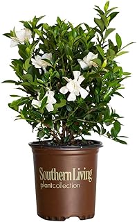 Southern Living Plant Collection Jubilation Gardenia, 2.5 Quart, White Fragrant Blooms and Glossy Green Foliage