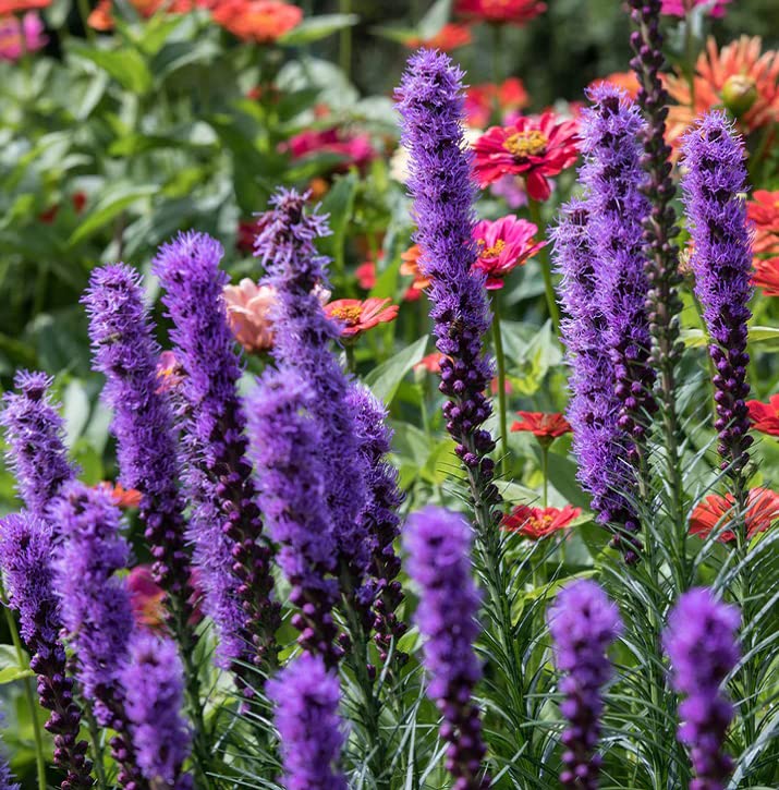 Amazon.com : Votaniki Giant Liatris Spicata Blazing Star Bulbs