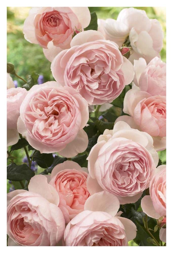 Artworks Italia Rose Patrimoine Fleurs Papier Art 66x96,5 cm