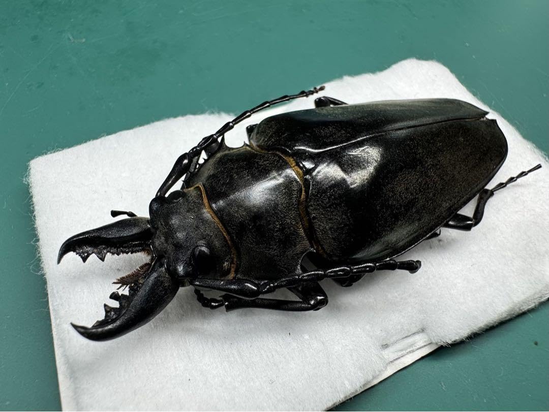 特大 タテヅノクワガタモドキ ♂82.3㎜A-+♀77.5㎜A- ベトナム 標本 特大 タテヅノクワガタモドキ ♂82.3㎜A-+♀77.5㎜A- ベトナム 標本