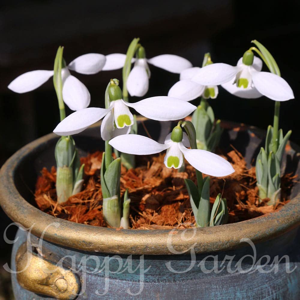 ジアン　アリス　ムスカリ　スノードロップ　花　長方形　皿　ロングトレイ ジアン アリス ムスカリ スノードロップ 花 長方形 皿 ロングトレイ