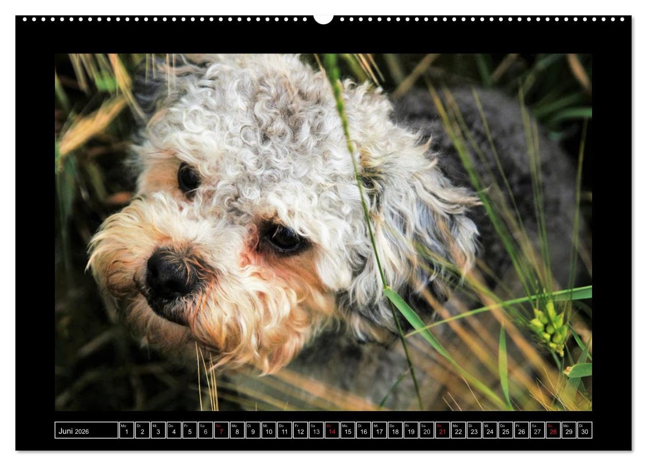 Bolonka 2026 (hochwertiger Premium Wandkalender 2026 DIN A2 quer), Kunstdruck in Hochglanz: Ein Wandkalender nicht nur für Bolonka - Liebhaber (CALVENDO Tiere)