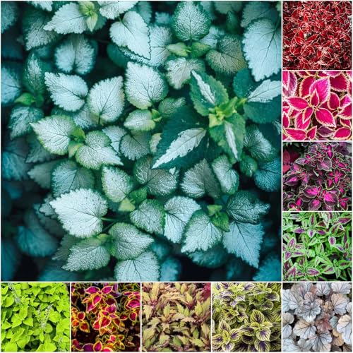 semillas de coleus oficina bonsái de sombra prados jardín césped perennes 250pcs