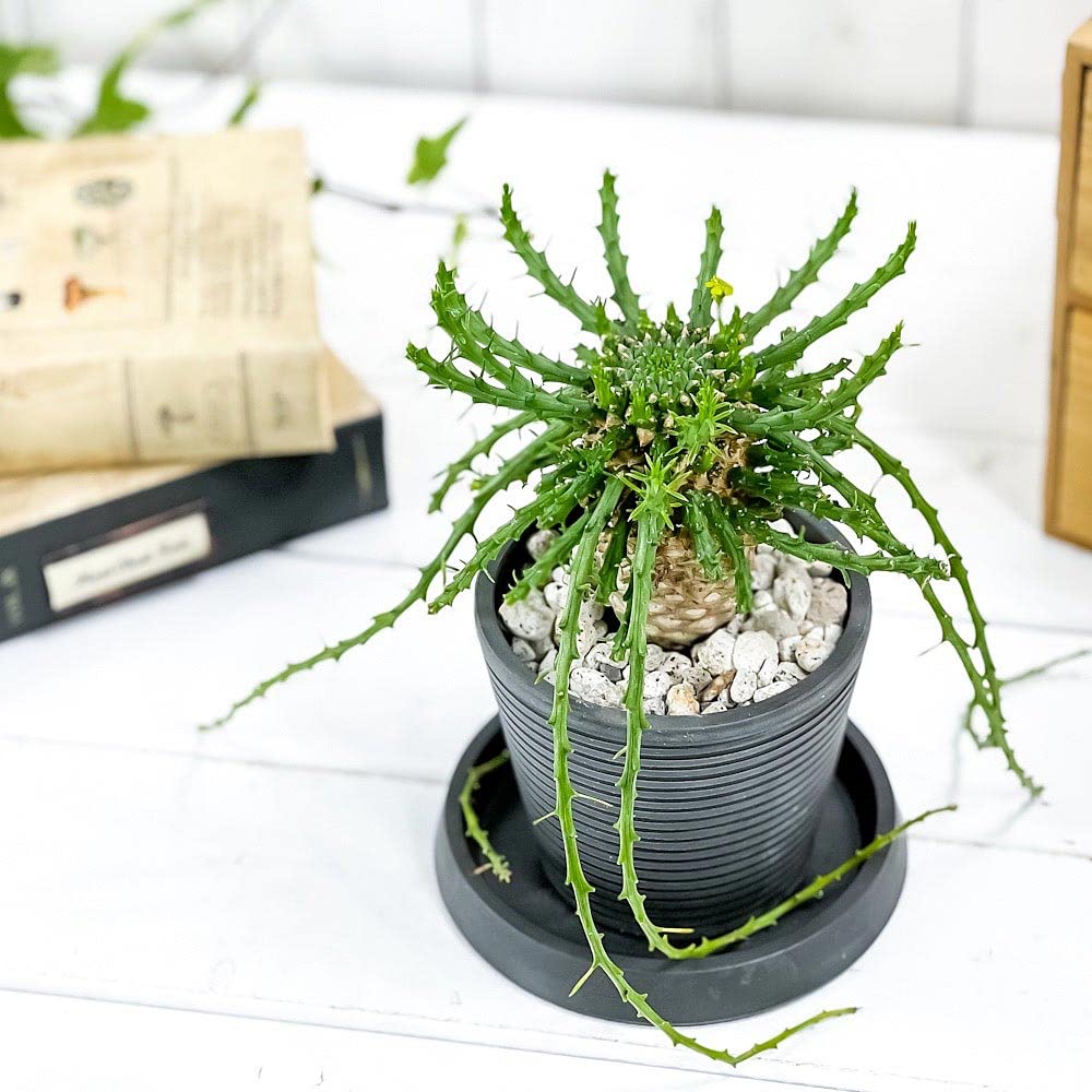 Amazon.co.jp: PLANCHU 多肉植物 ユーフォルビア ゴルゴニス 3.5