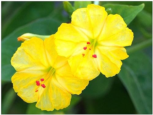 Flower Four O'Clock Yellow FBA-2188 (Amarillo) 50 semillas de reliquia sin OMG, color amarillo