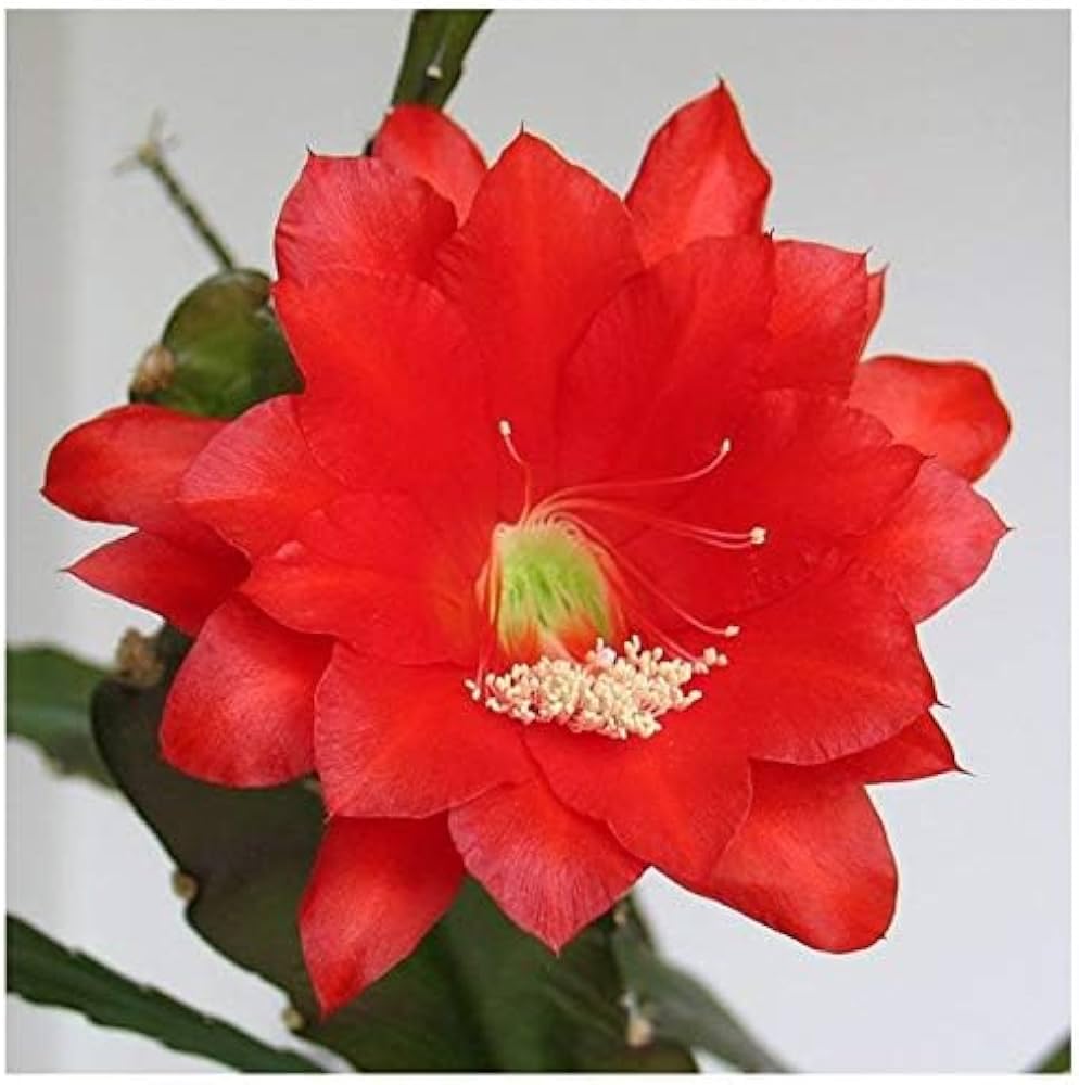 50+ Seeds- Auspicious Flower Brahma Kamal Flower Seeds For Home Garden- All Season Flower Seeds- (Red)